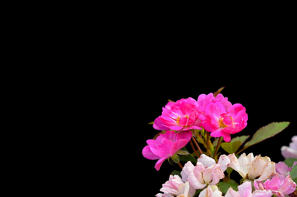 #尼康花卉作品赏析#【小月季和万寿菊】 （老阿推荐）
