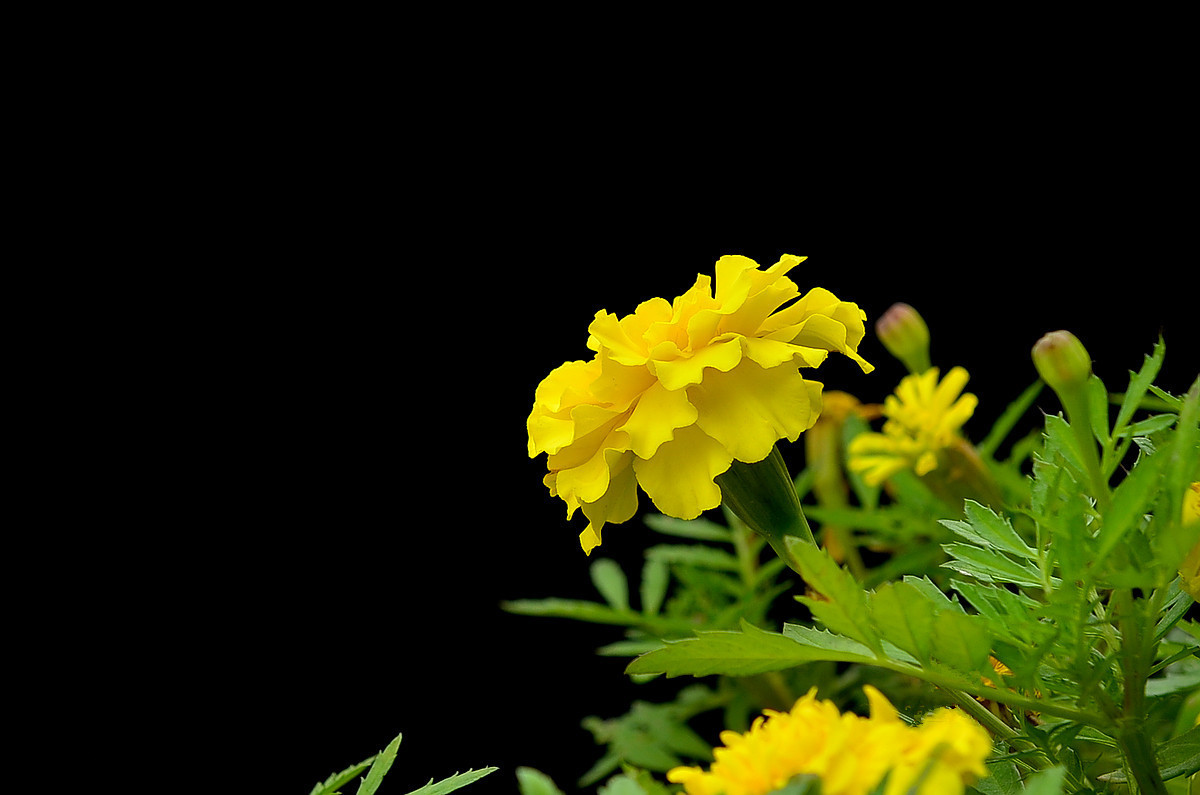#尼康花卉作品赏析#【小月季和万寿菊】 （老阿推荐）