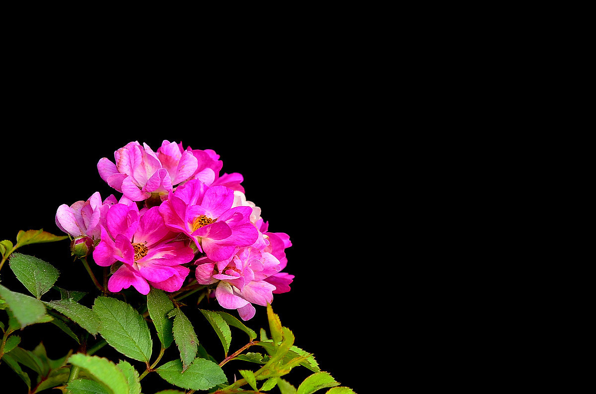 #尼康花卉作品赏析#【小月季和万寿菊】 （老阿推荐）