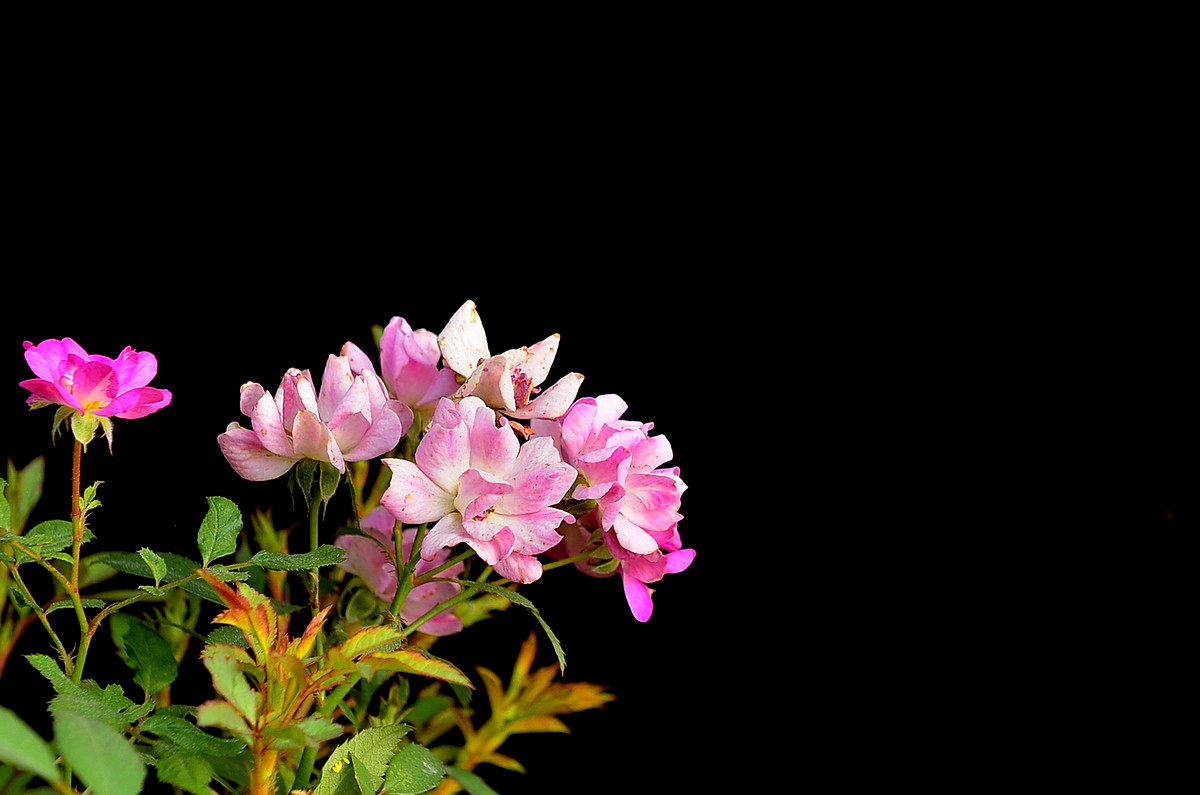 #尼康花卉作品赏析#【小月季和万寿菊】 （老阿推荐）