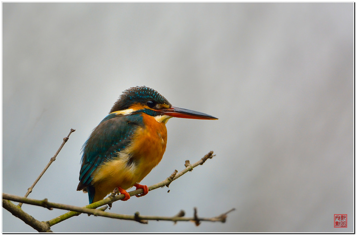 #尼康鸟类作品赏析#第20期《打鸟二月间》