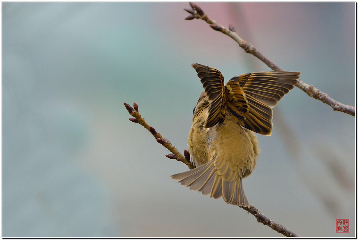#尼康鸟类作品赏析#第20期《打鸟二月间》