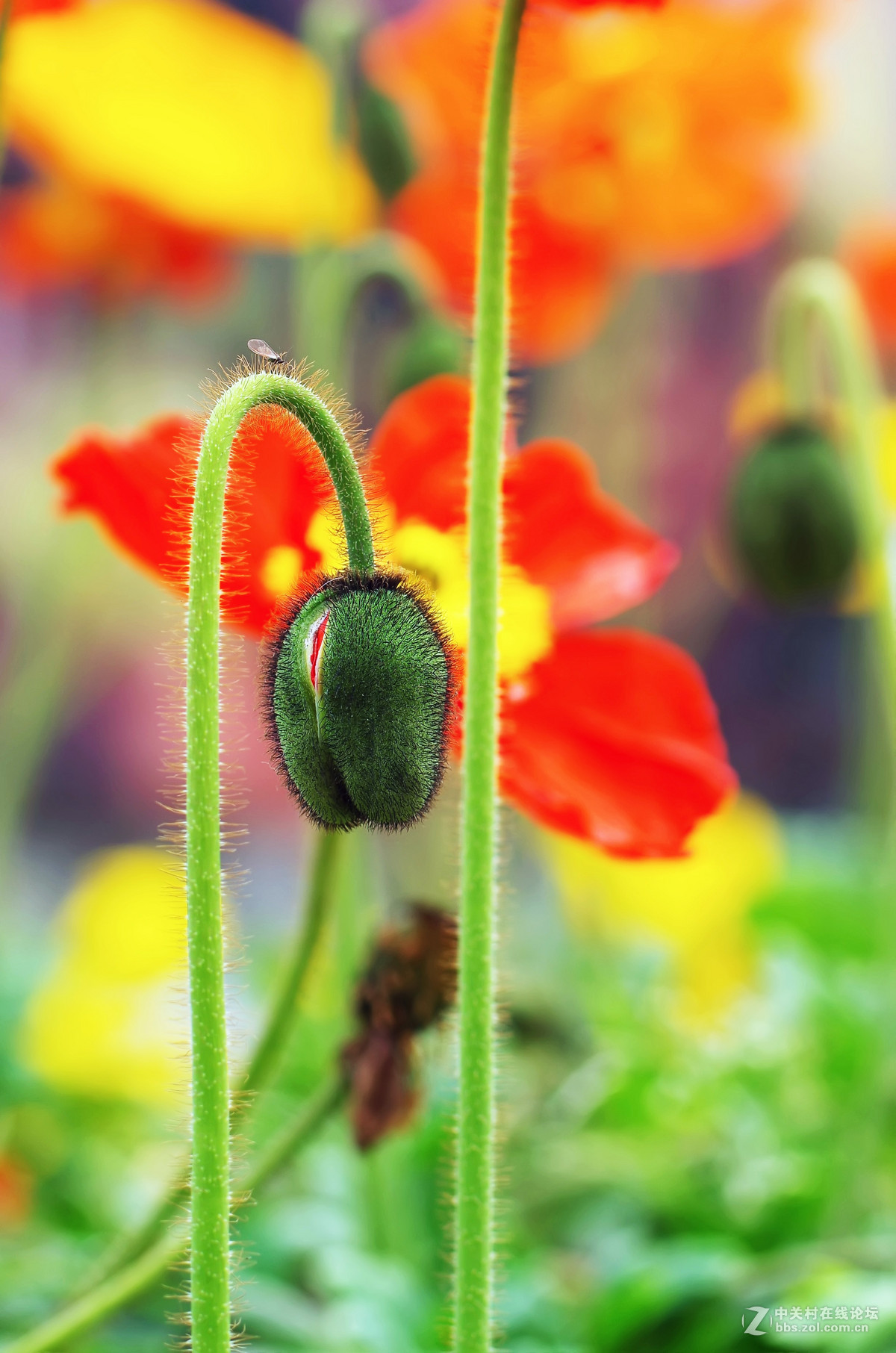 星55拍虞美人，惊喜发现分辨率居然可以达到专业微距头的标准.