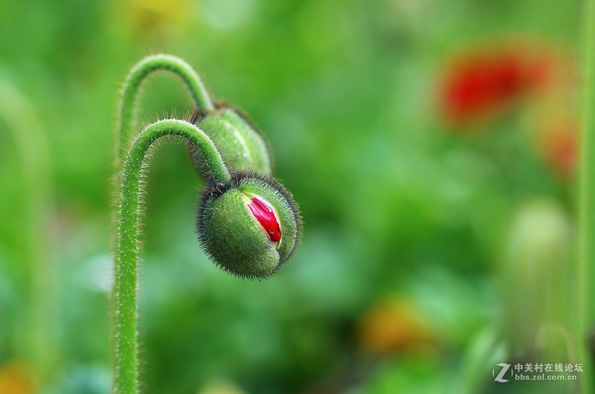 星55拍虞美人，惊喜发现分辨率居然可以达到专业微距头的标准.