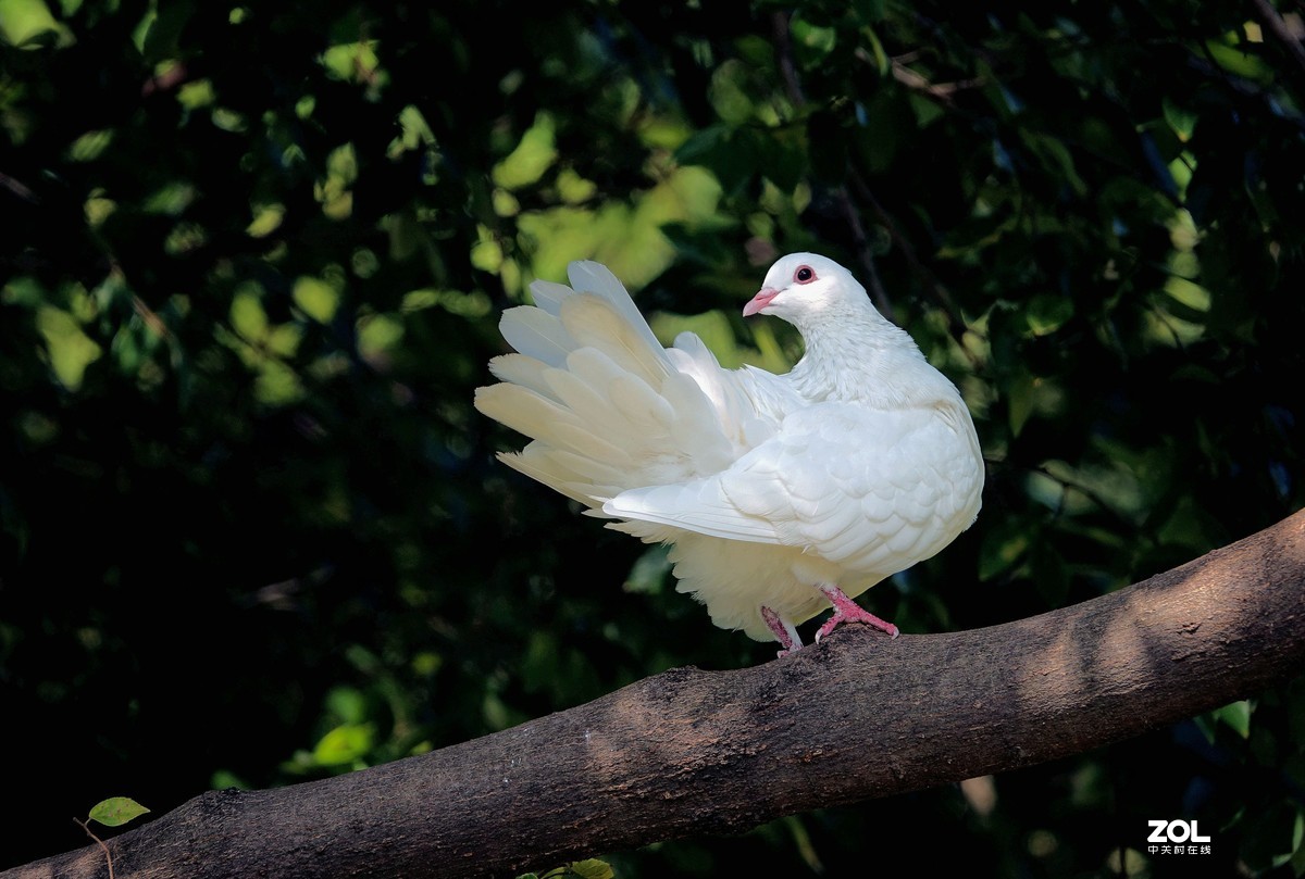 鸽子【三十一】-中关村在线摄影论坛
