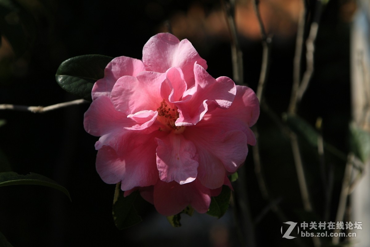 山茶花－－原图