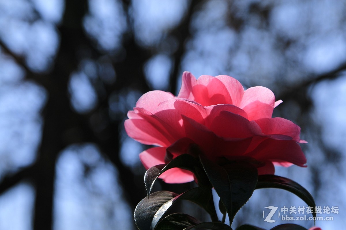 山茶花－－原图