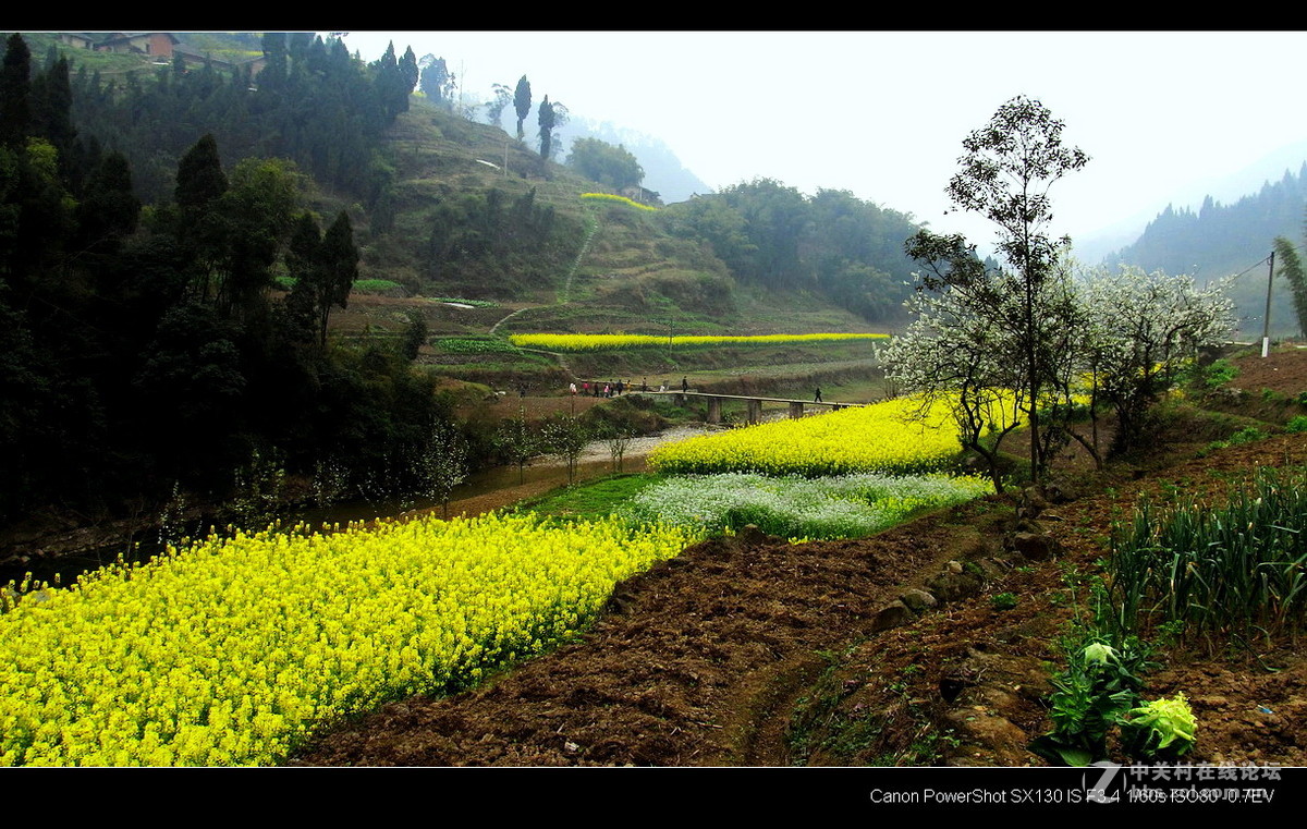 故乡！故乡.......