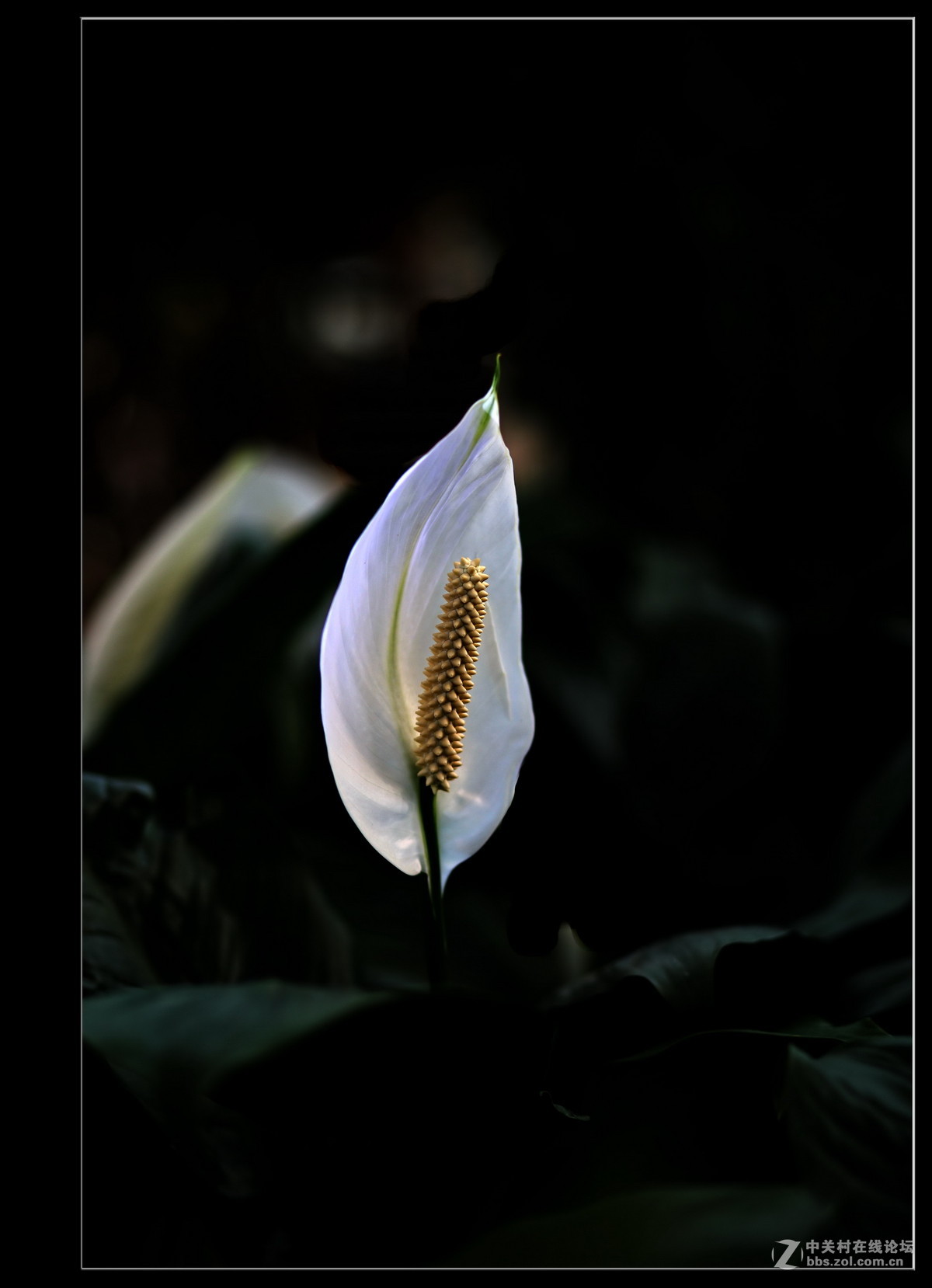 佳能85-1.8拍花卉-中关村在线摄影论坛