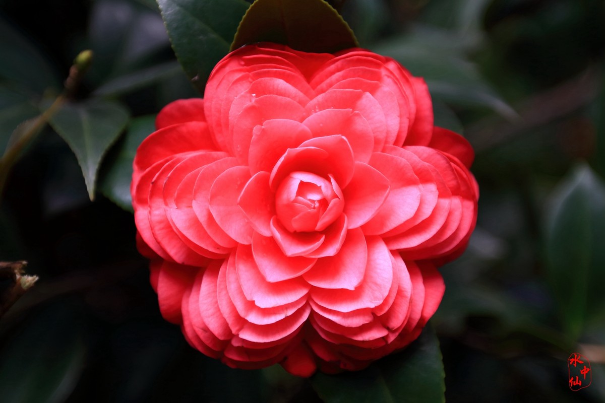 盛开的花朵-2