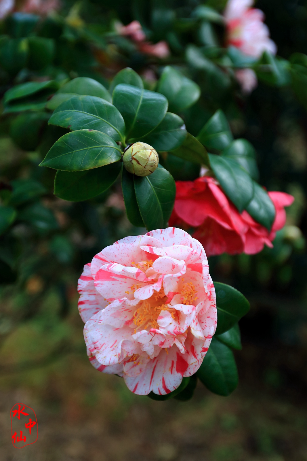 盛开的花朵-2