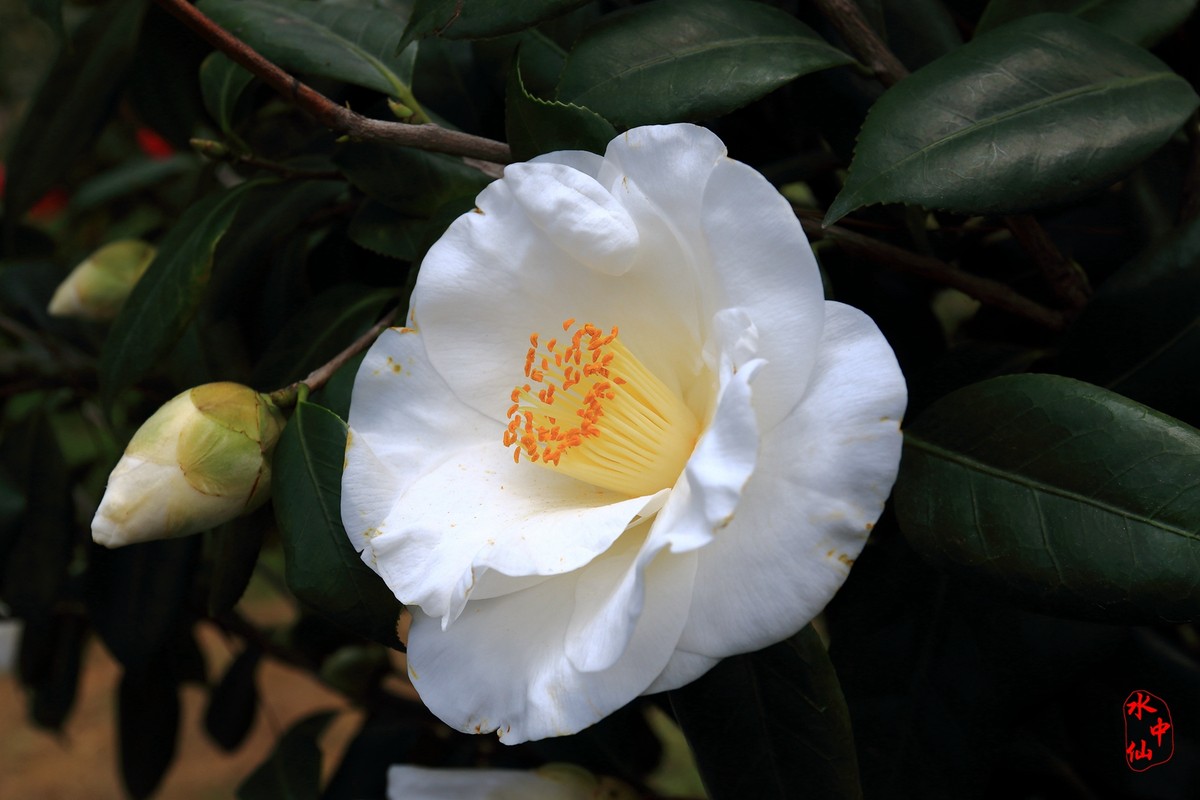 盛开的花朵-2
