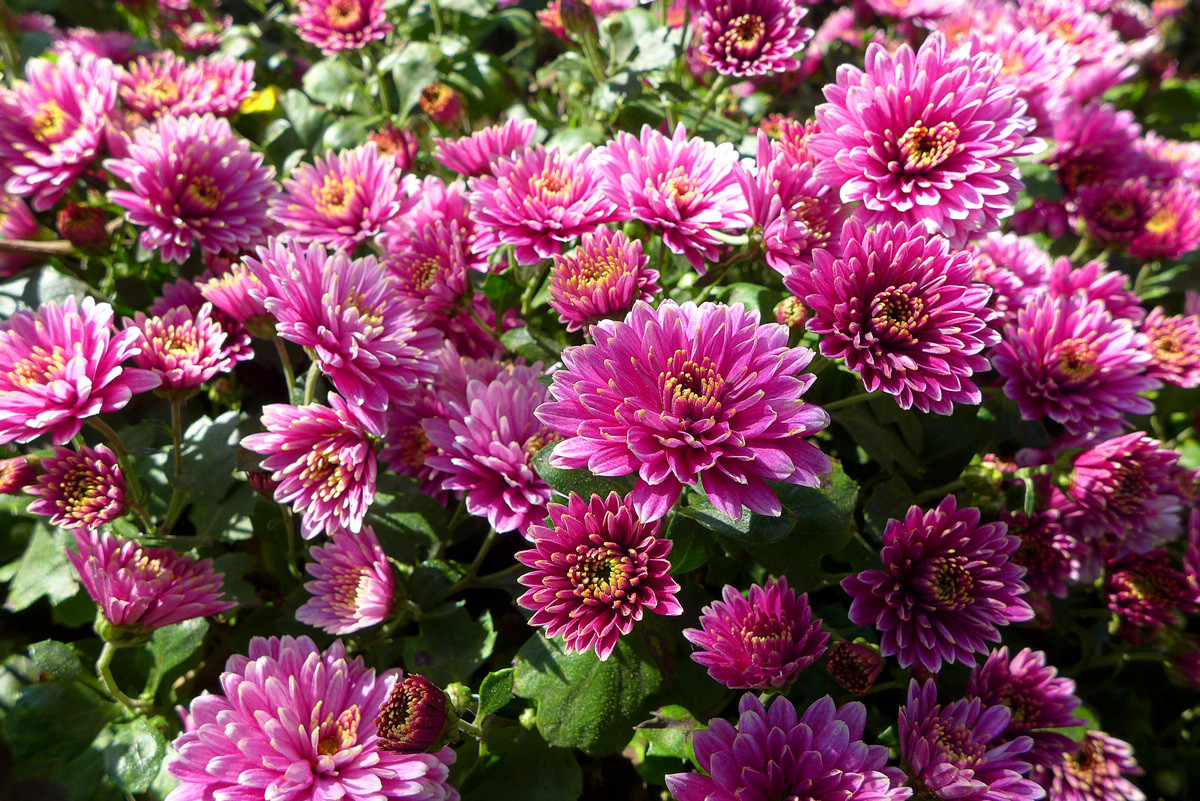 花儿朵朵——拜年贴