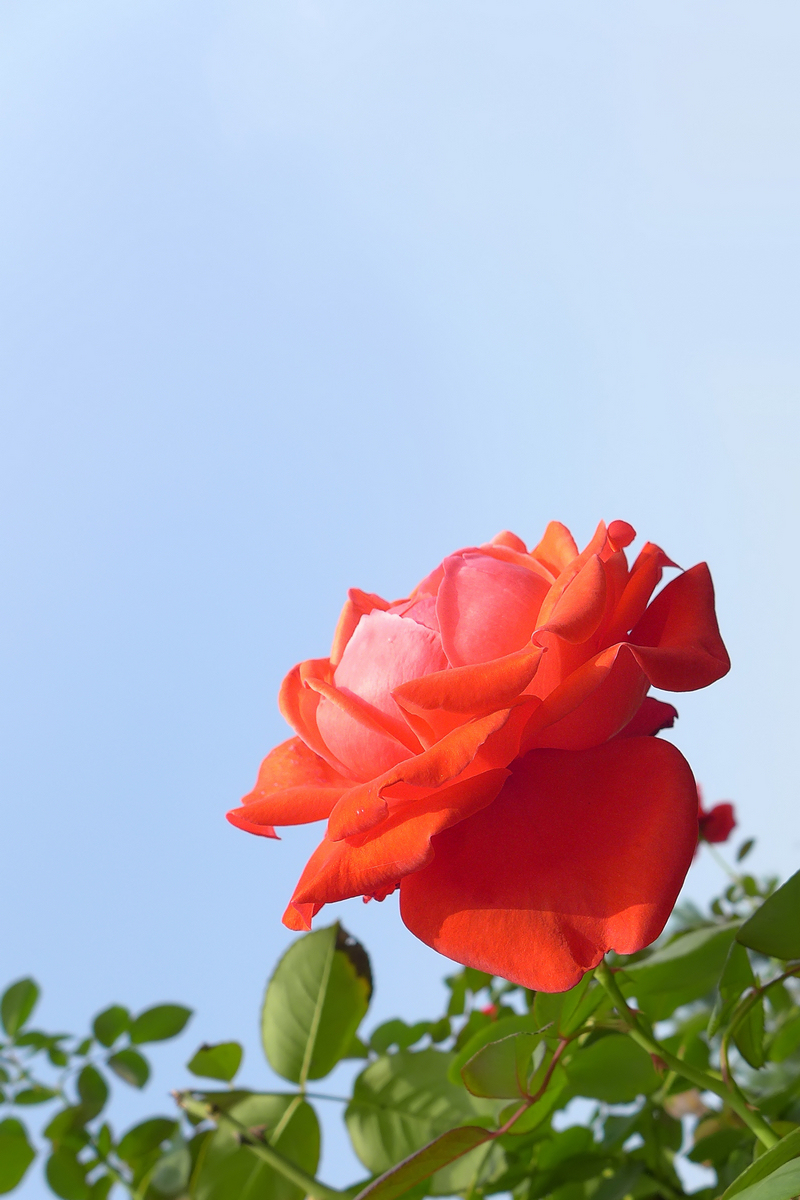 花儿朵朵——拜年贴