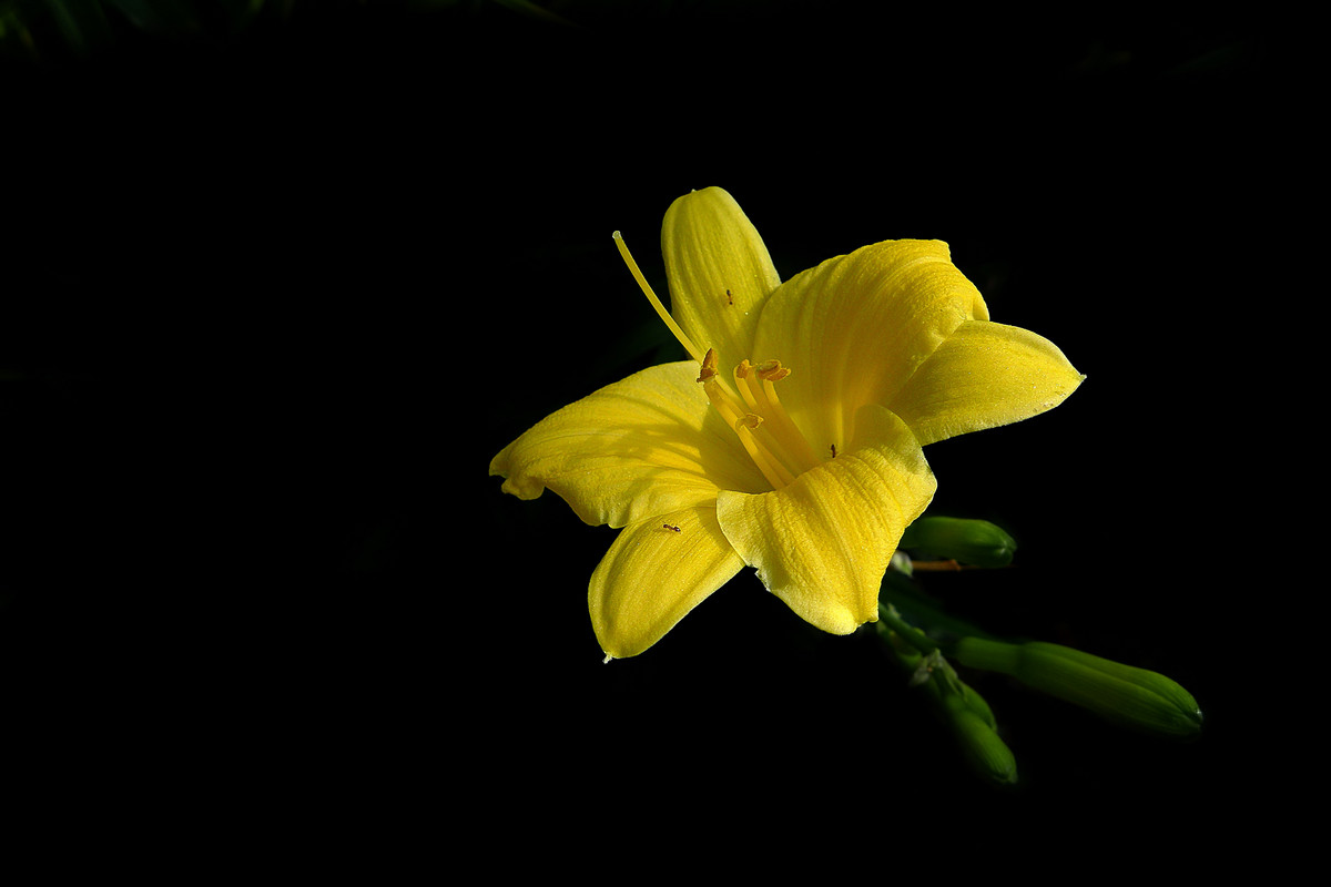 花儿朵朵——拜年贴