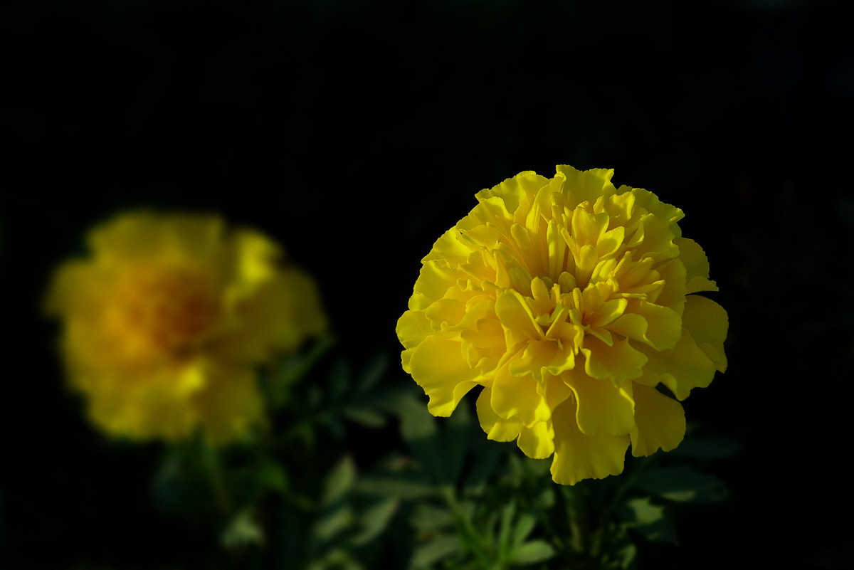 花儿朵朵——拜年贴