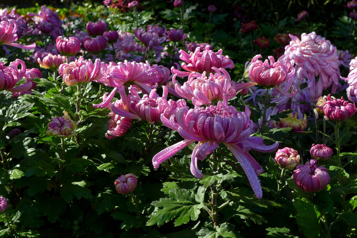 花儿朵朵——拜年贴