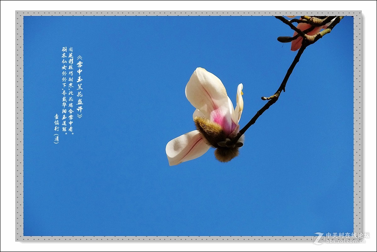 家楼前玉兰花开了(续)