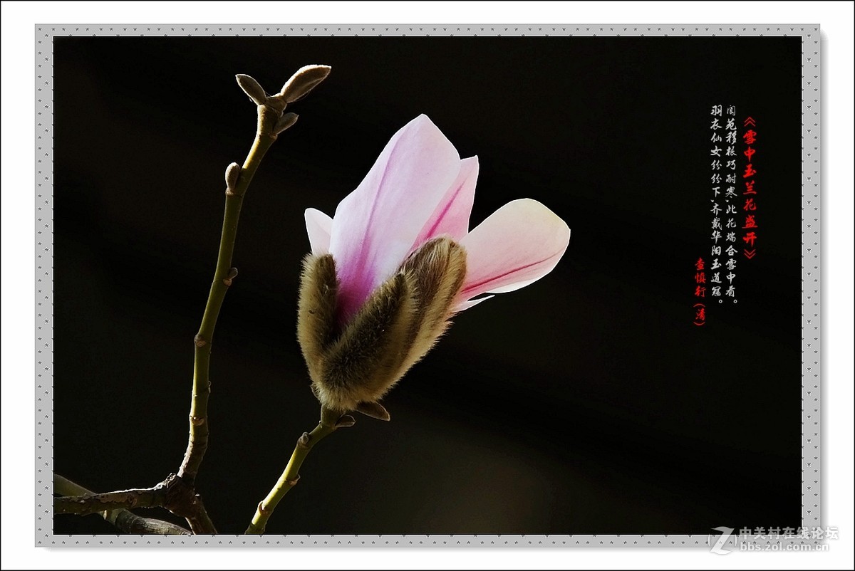 家楼前玉兰花开了(续)