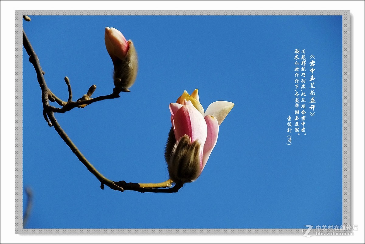 家楼前玉兰花开了(续)