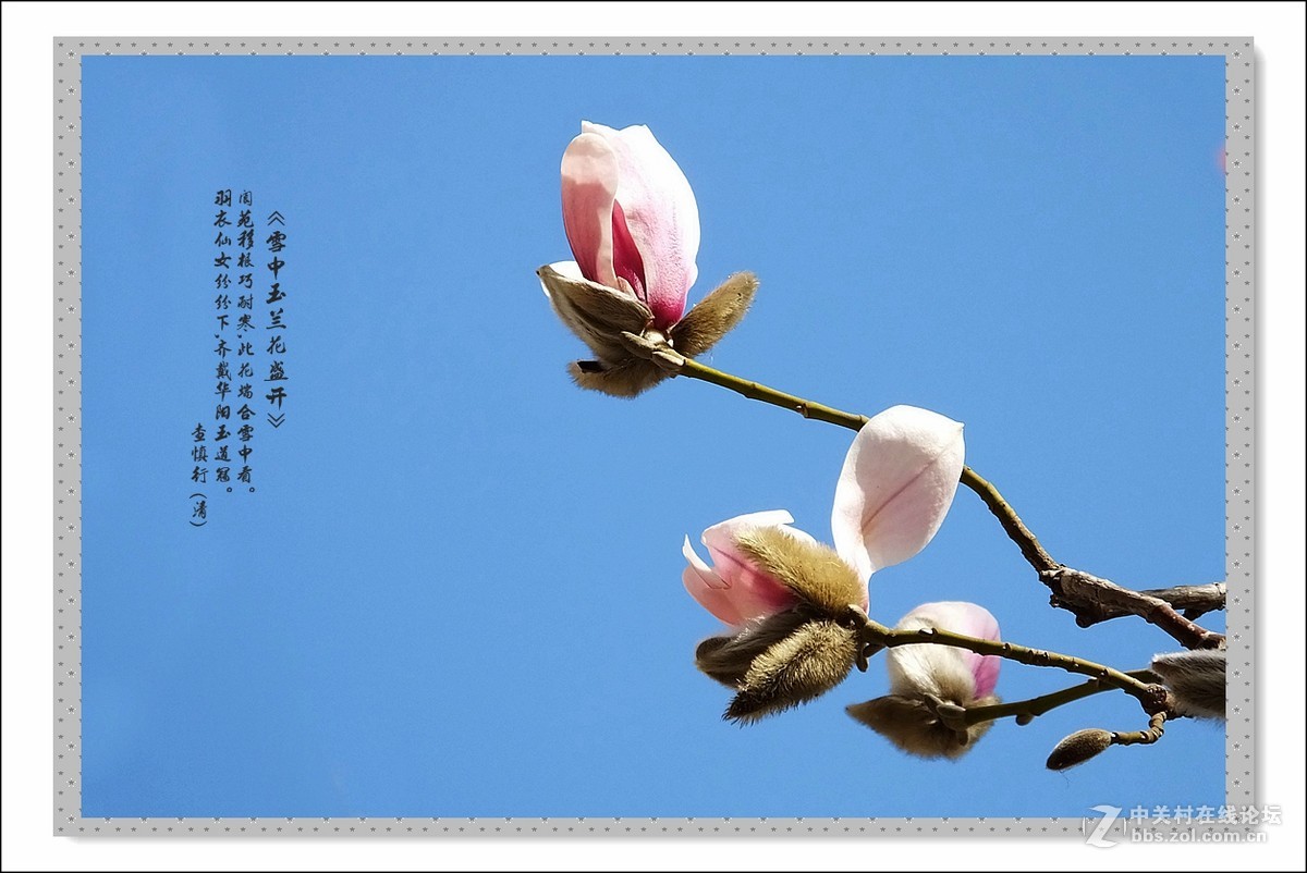 家楼前玉兰花开了(续)