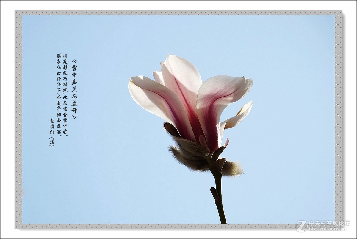 家楼前玉兰花开了(续)