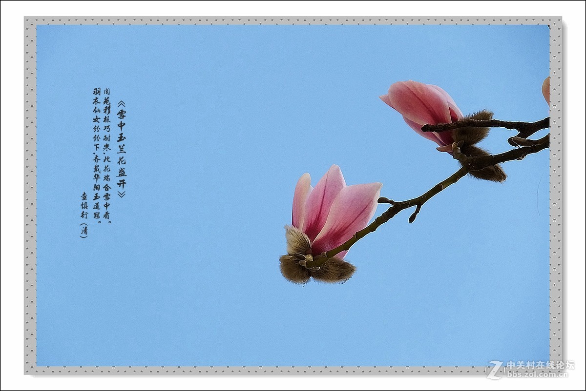 家楼前玉兰花开了(续)