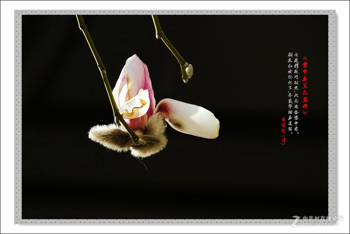 家楼前玉兰花开了(续)