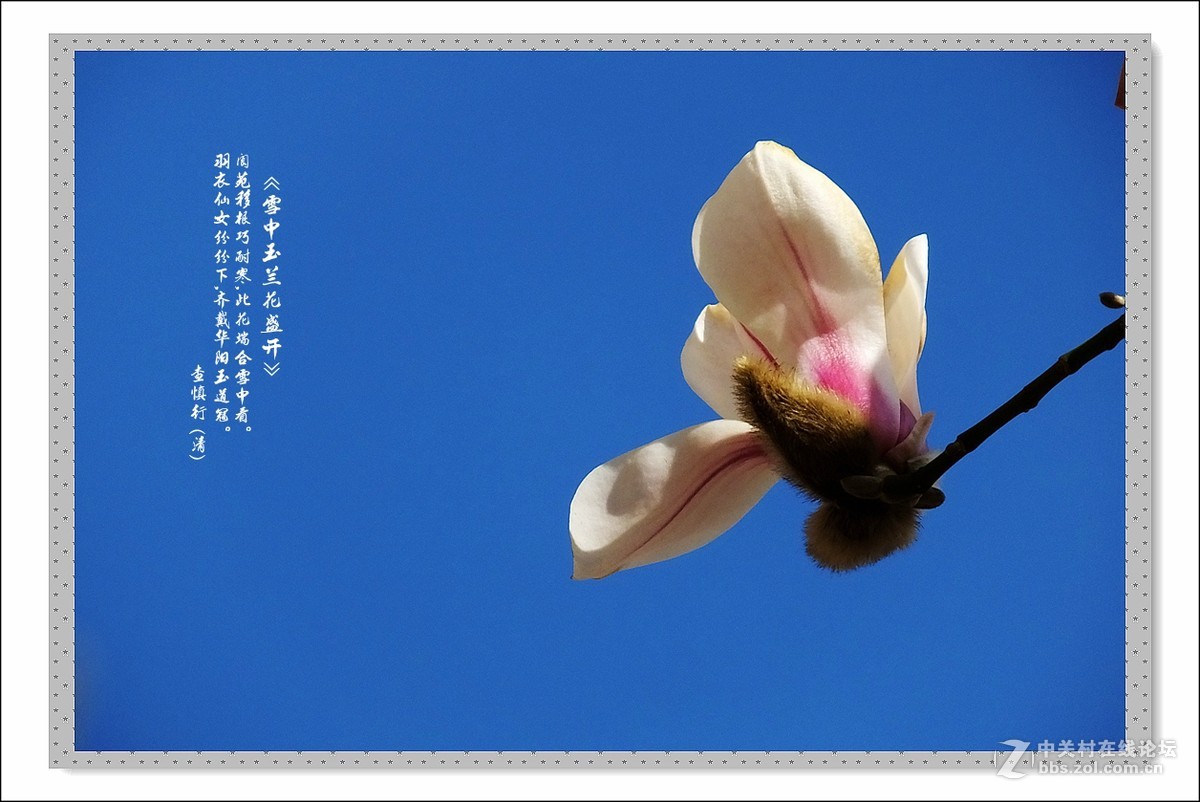 家楼前玉兰花开了(续)