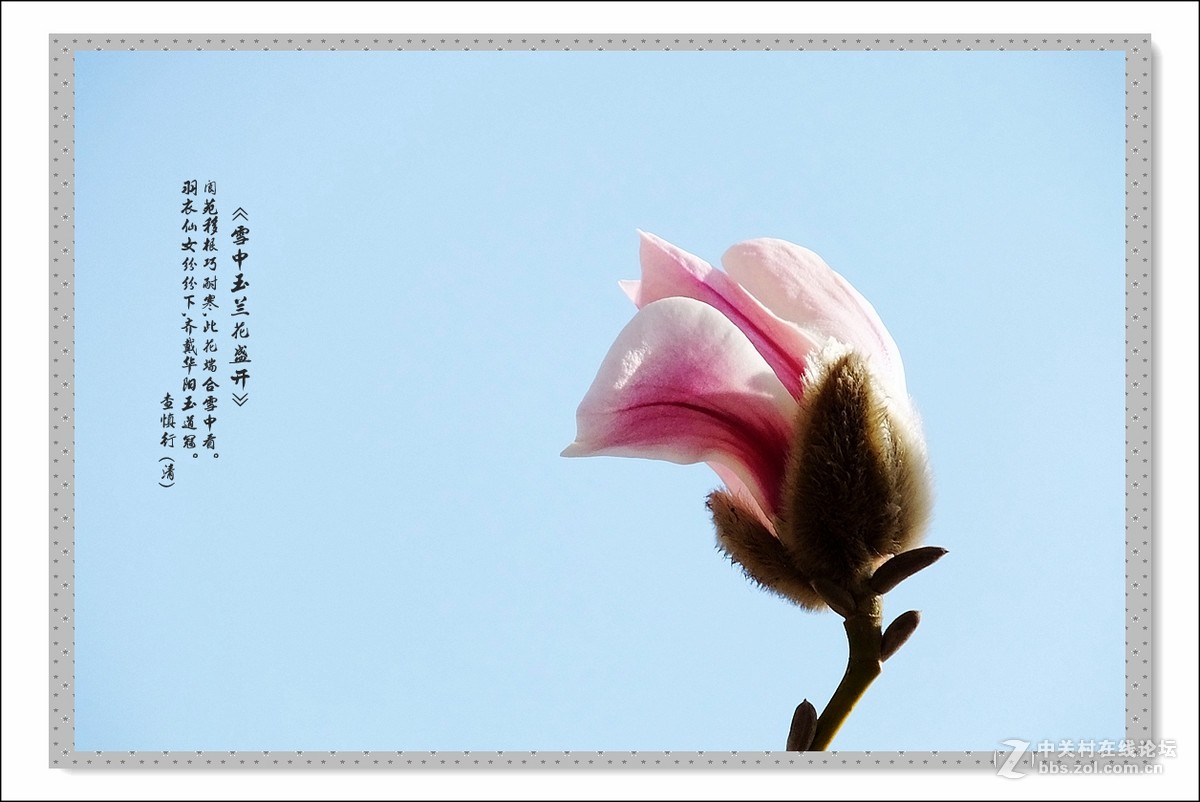 家楼前玉兰花开了(续)