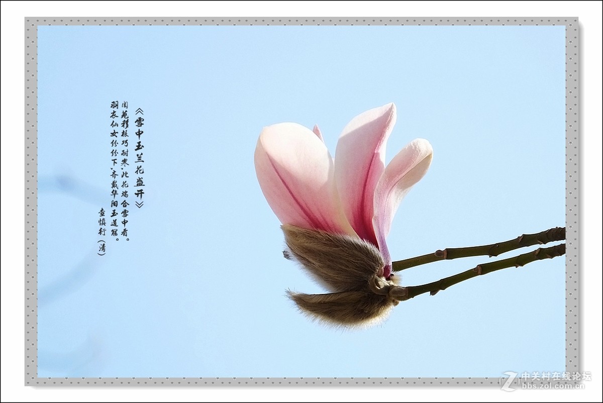 家楼前玉兰花开了(续)