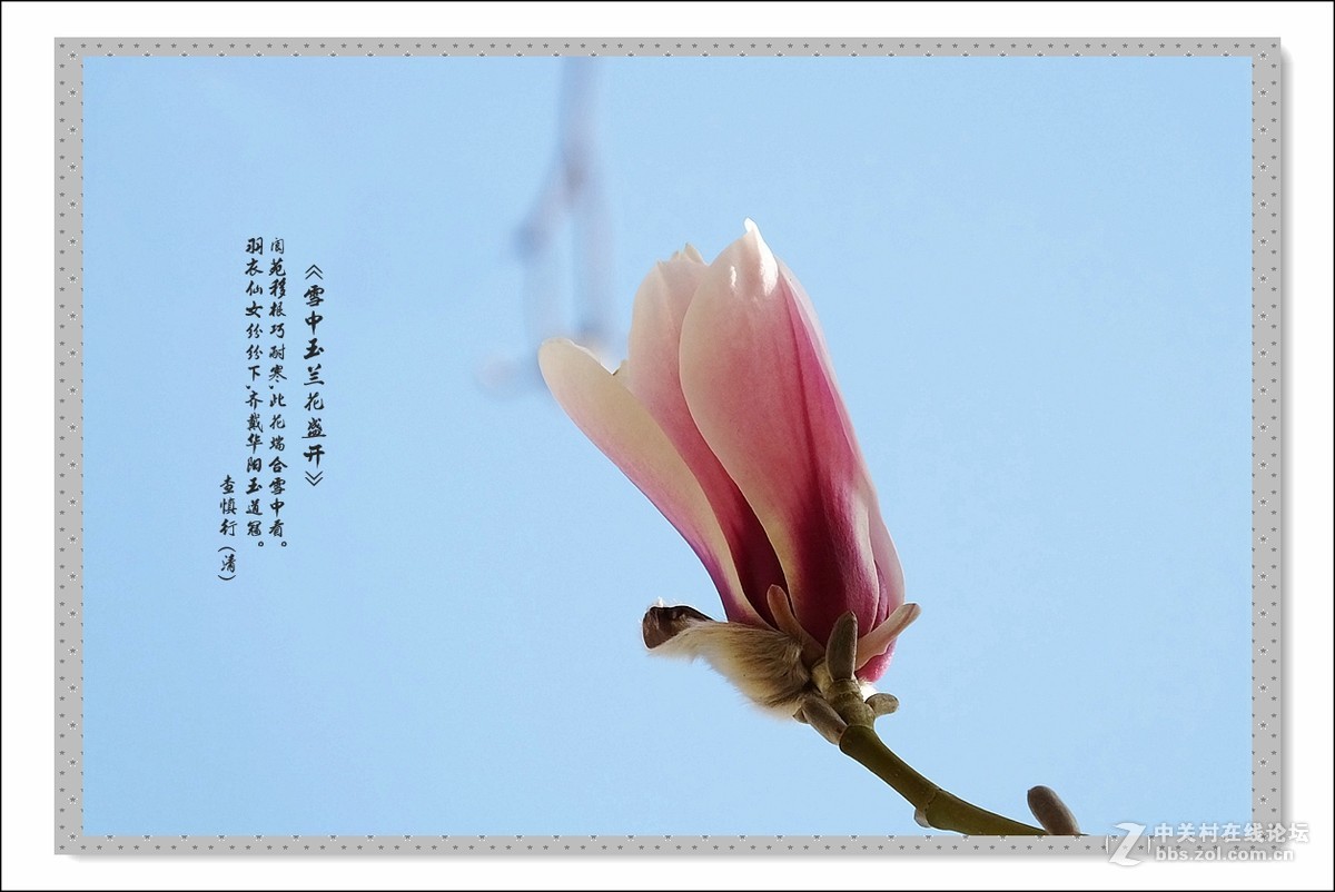 家楼前玉兰花开了(续)