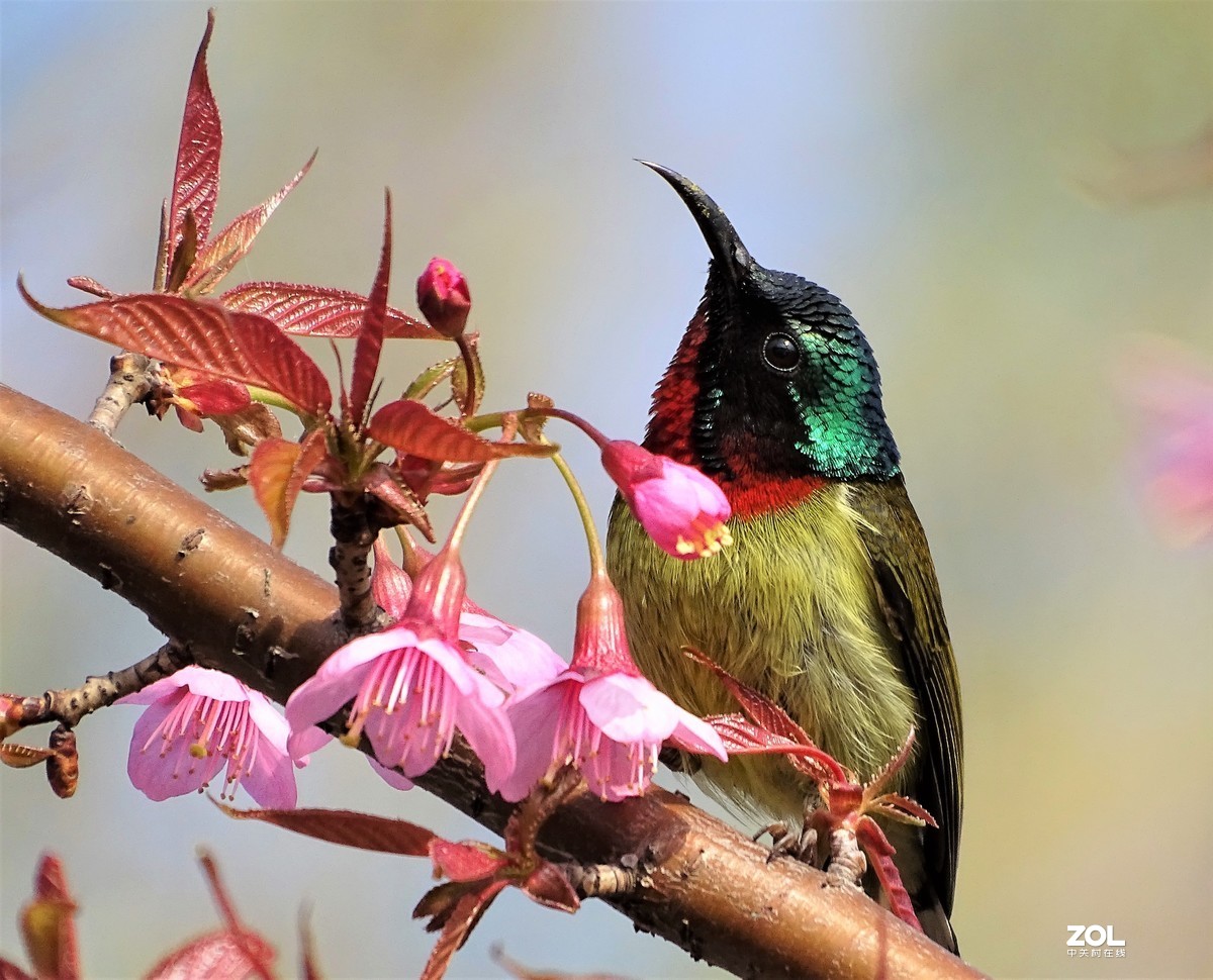 从微距到长焦，超值啦。