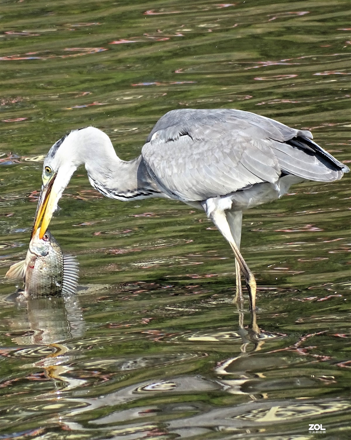 从微距到长焦，超值啦。