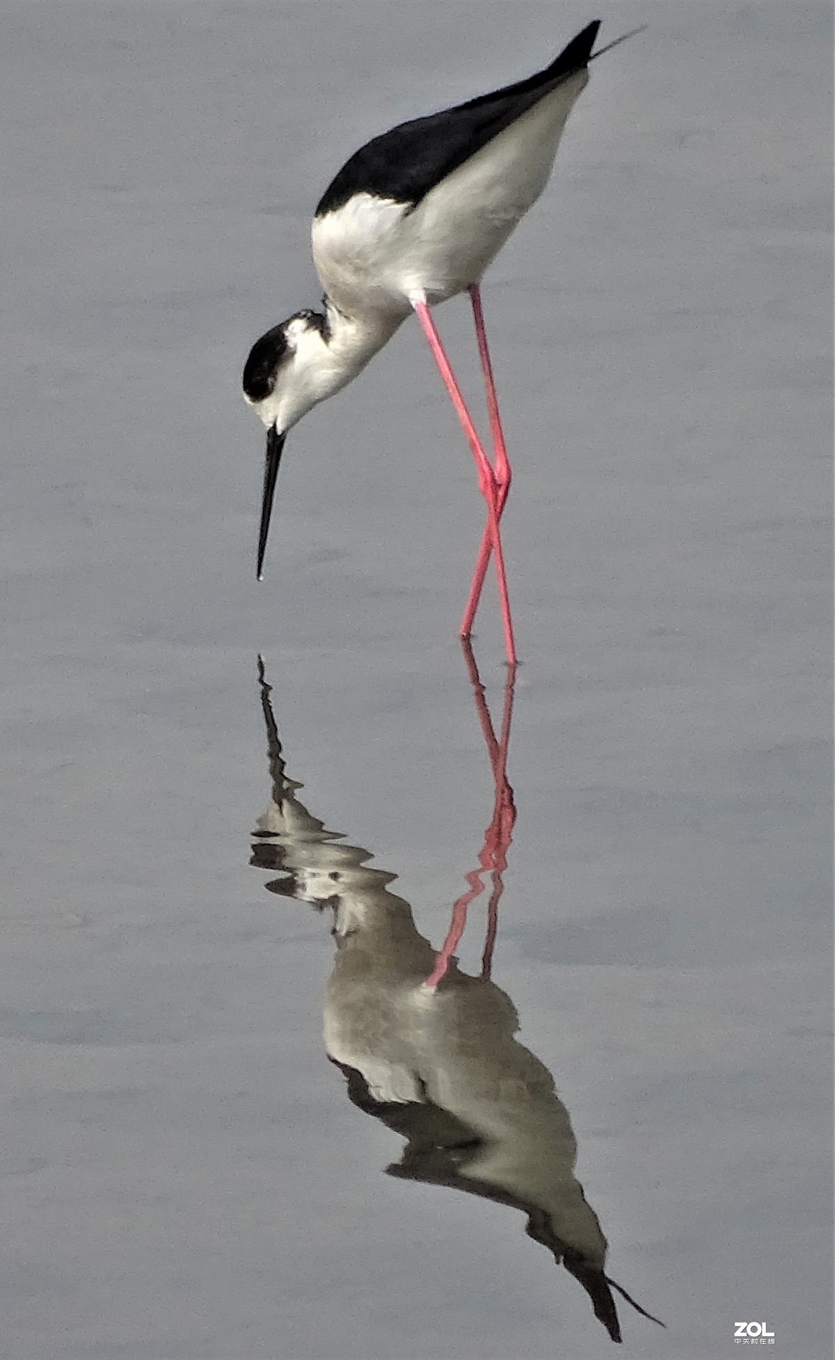 从微距到长焦，超值啦。