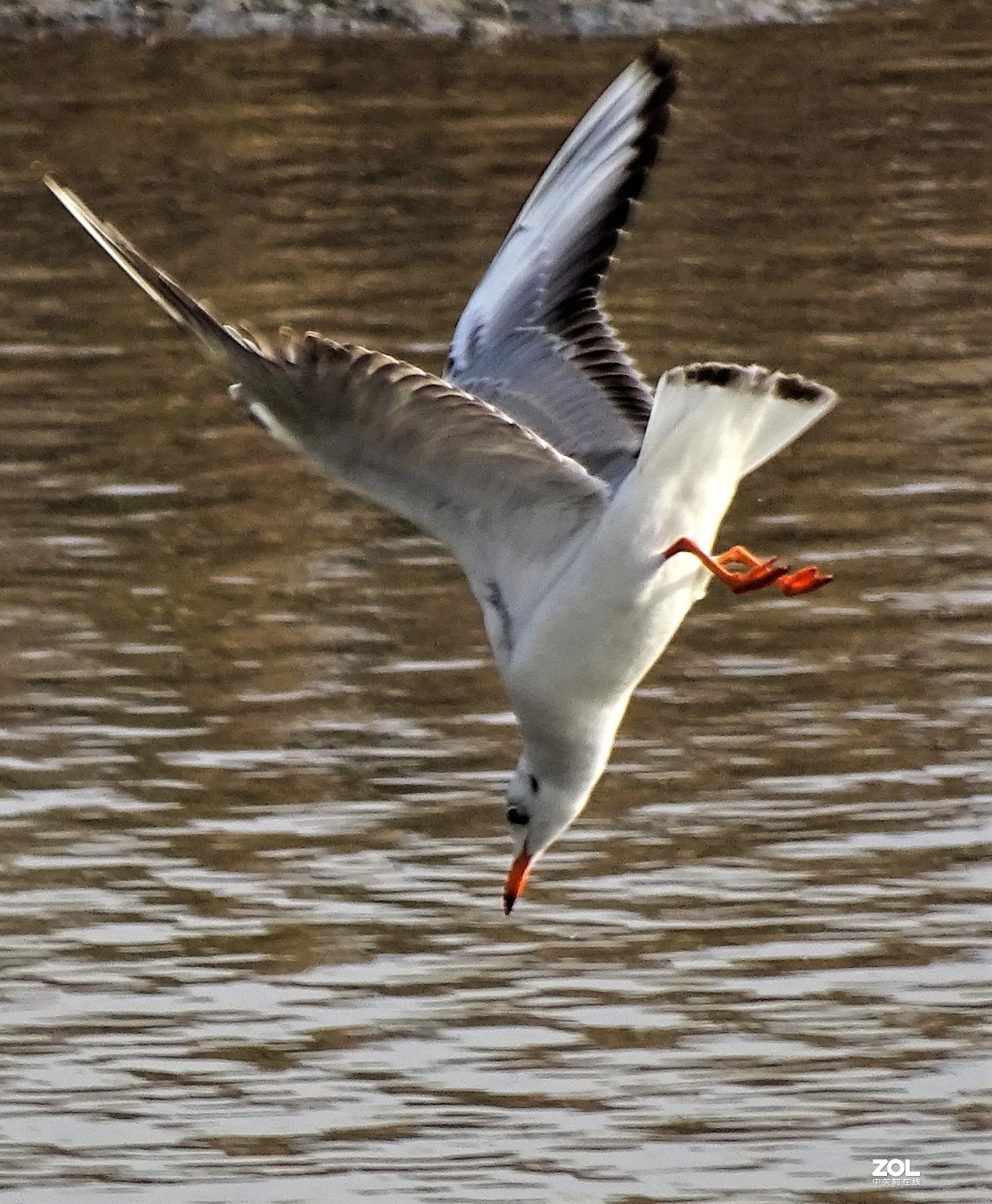 从微距到长焦，超值啦。