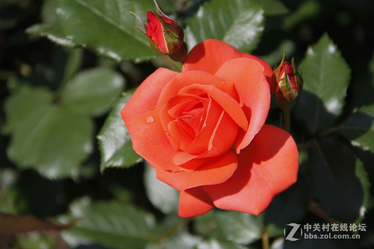 再发日本拍月季，只调锐度，曲线。