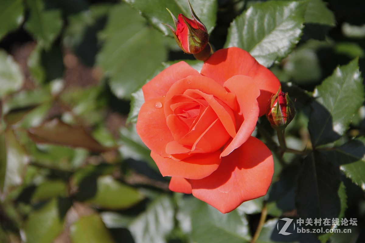 再发日本拍月季，只调锐度，曲线。