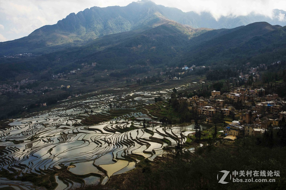 美丽的云南元阳多依树