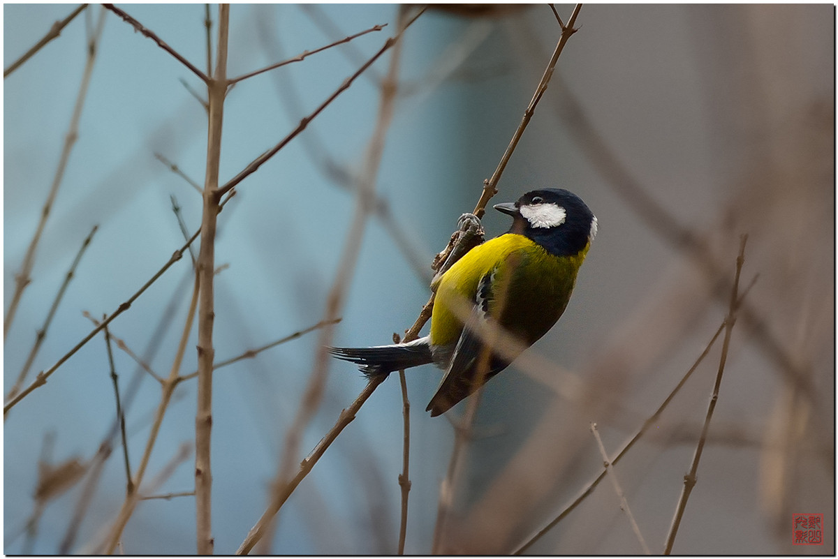 #尼康鸟类作品赏析第12期#《白红、大山雀、柳莺和翠鸟》