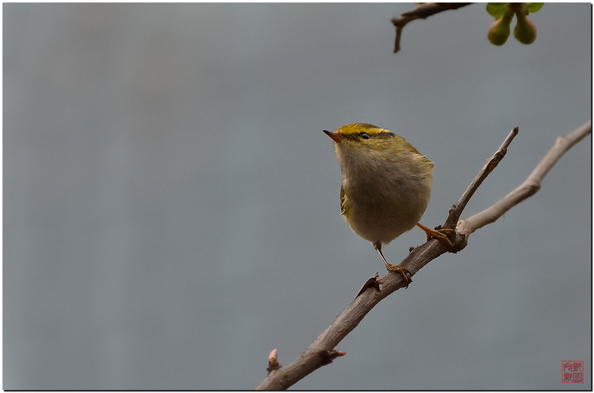 #尼康鸟类作品赏析第12期#《白红、大山雀、柳莺和翠鸟》