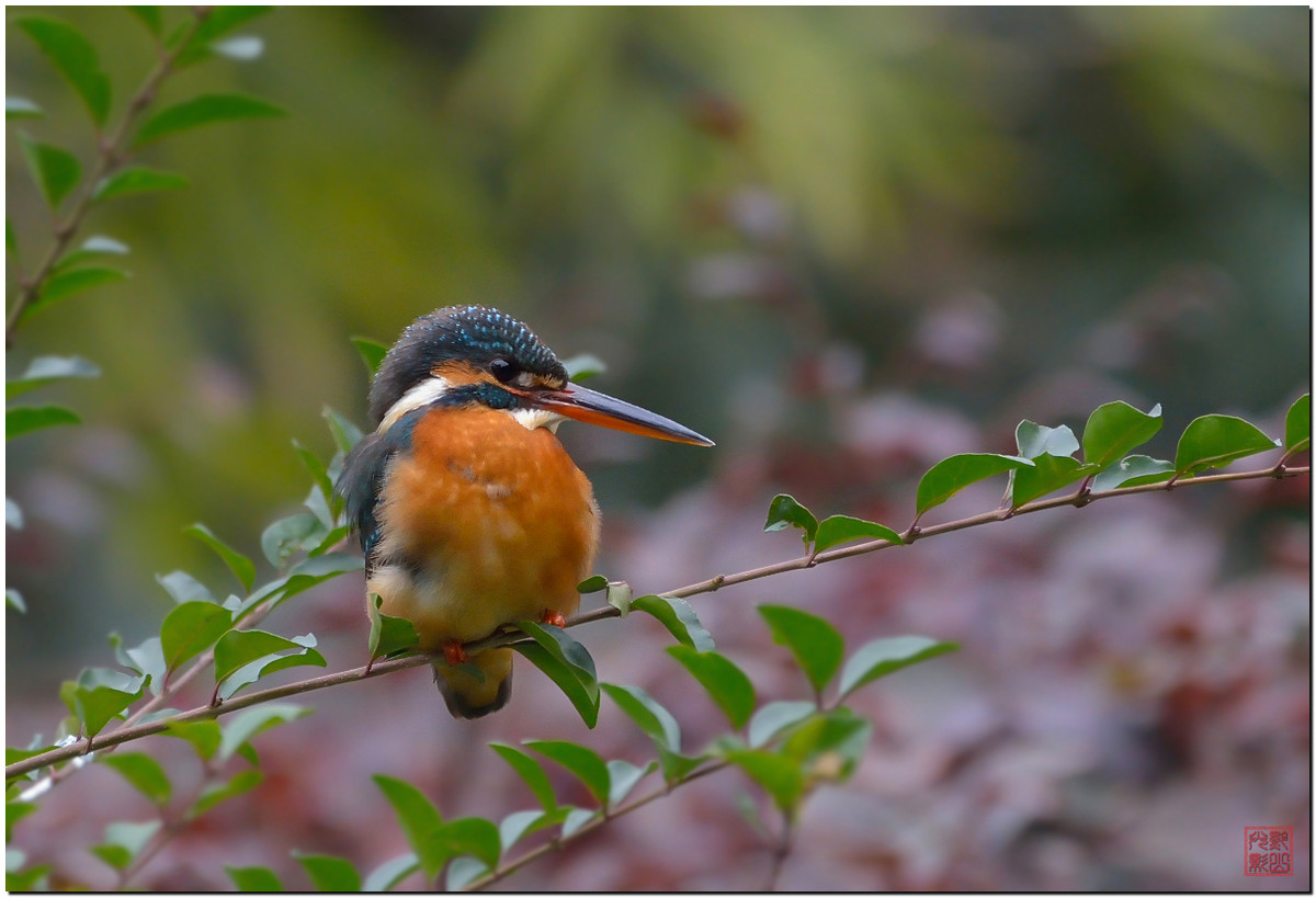 #尼康鸟类作品赏析第12期#《白红、大山雀、柳莺和翠鸟》