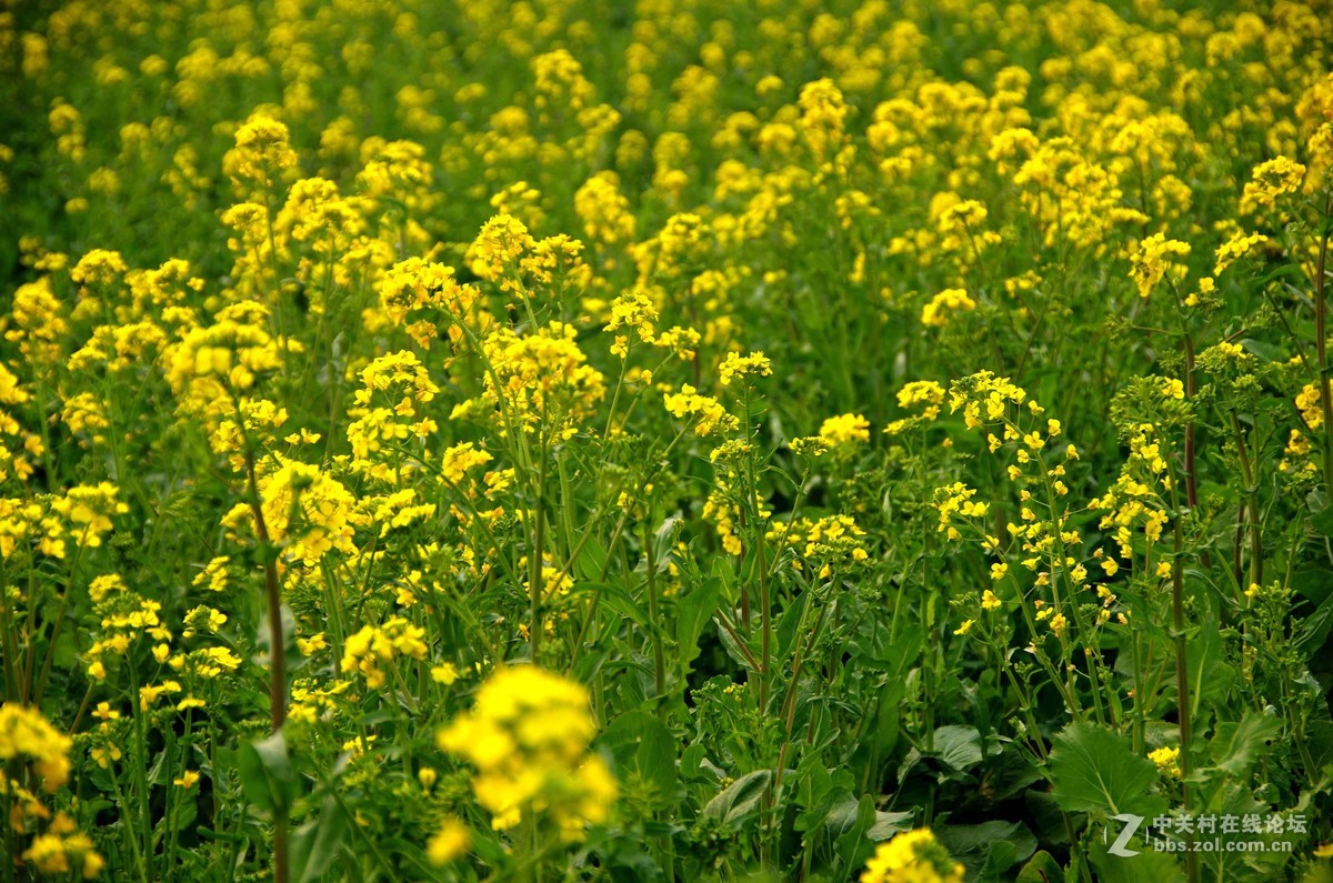 油菜花