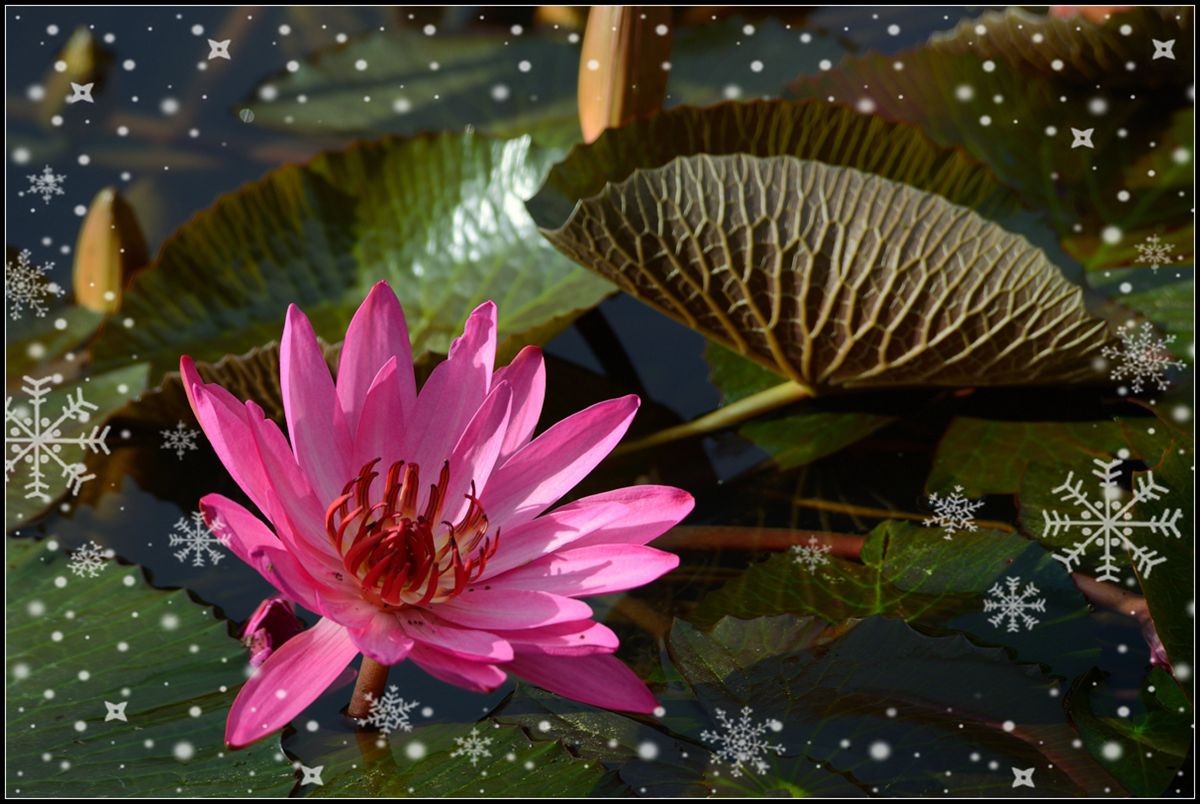 冬季莲花开 —— 祝日照星空(中国)开坛一周年！祝三位版主及好友们摄影愉快佳作多多！