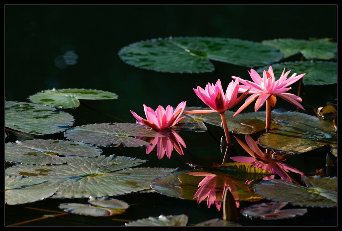 冬季莲花开 —— 祝日照星空(中国)开坛一周年！祝三位版主及好友们摄影愉快佳作多多！