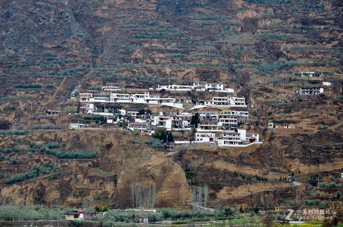甘肃武都区油橄榄种植基地掠影-中关村在线摄影论坛