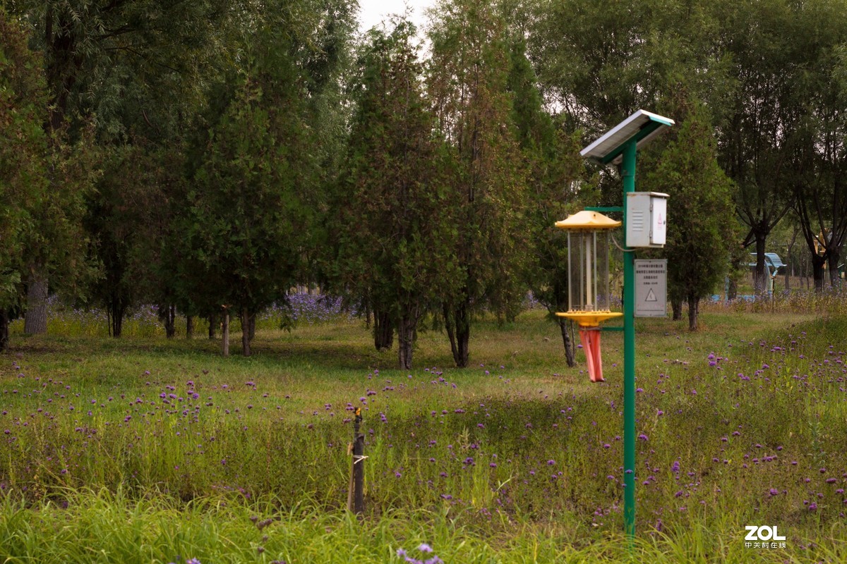 花博园秋日小景