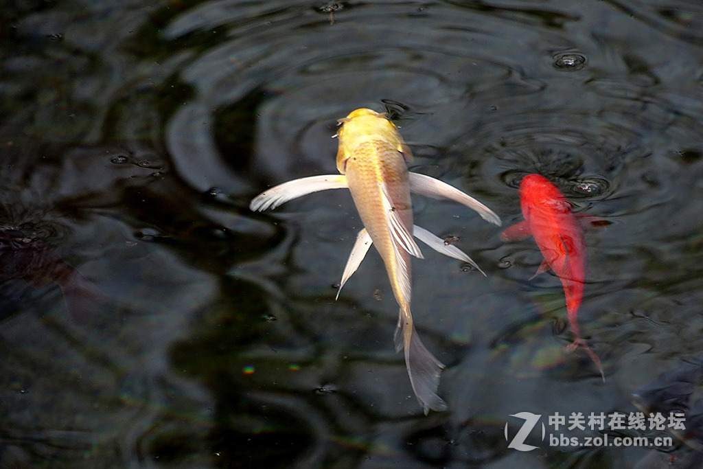 【   年 年 有 余   】——祝朋友们多多发财