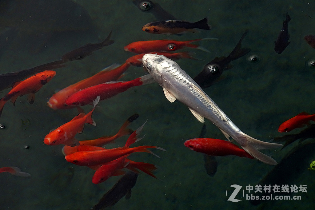 【   年 年 有 余   】——祝朋友们多多发财