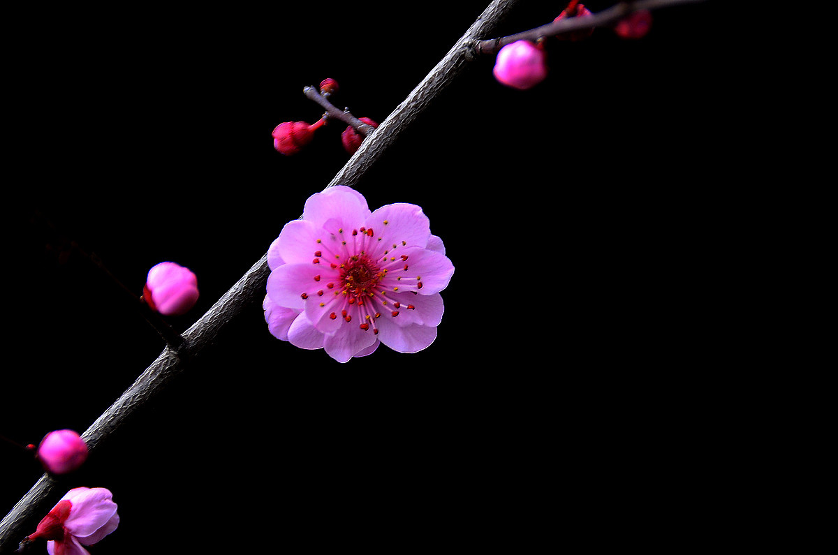 元宵节赏梅（粉色）